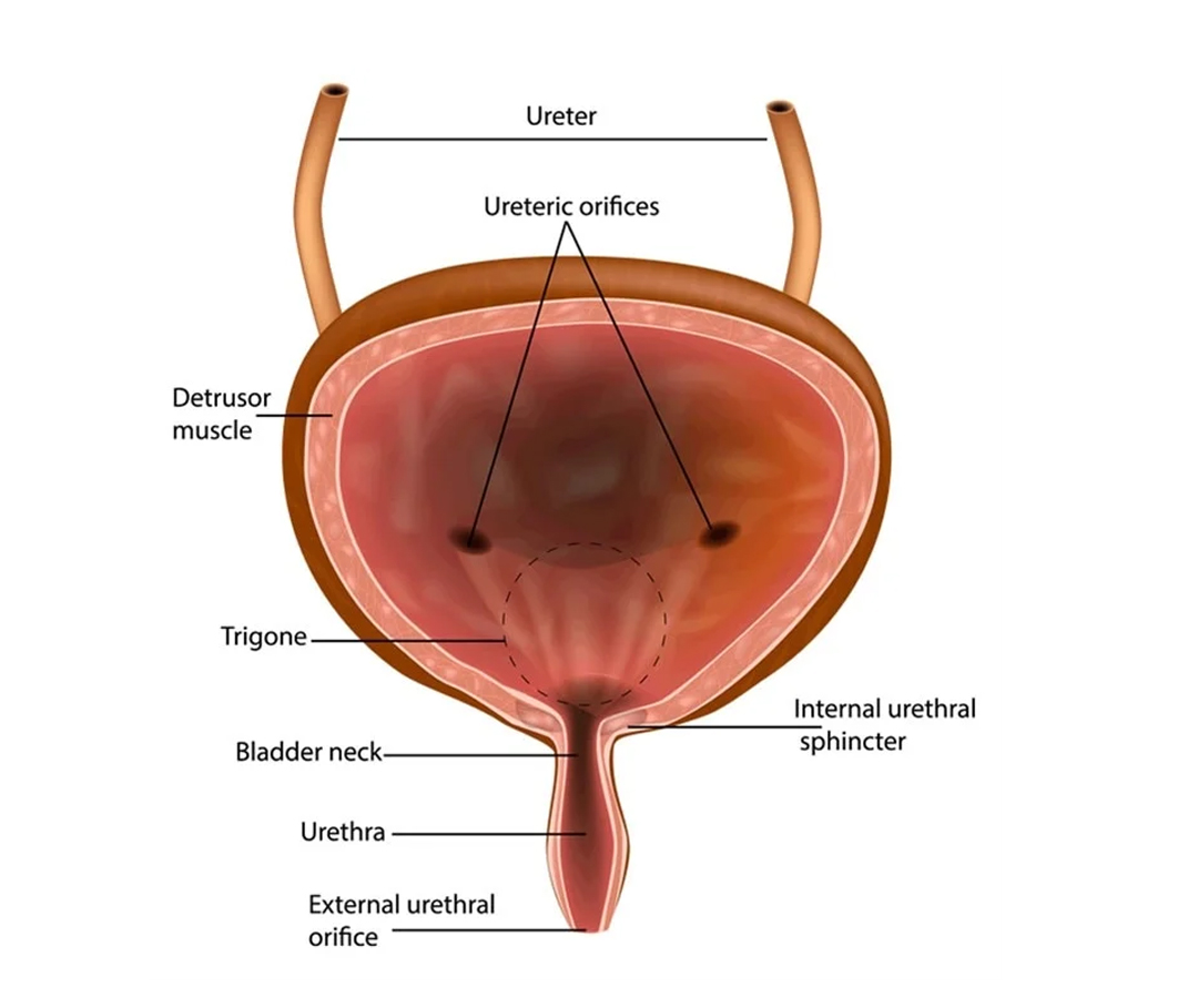 Healthcare consultation